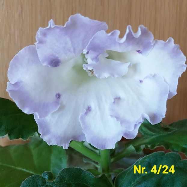 Img.2024.07.16 - Sinningia din semințe hibrizi Dna Dietze 2024