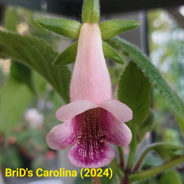 Img.2024.07.16 - Sinningia din semințe hibrizi Dna Dietze 2024