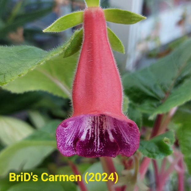 Img.2024.07.16 - Sinningia din semințe hibrizi Dna Dietze 2024