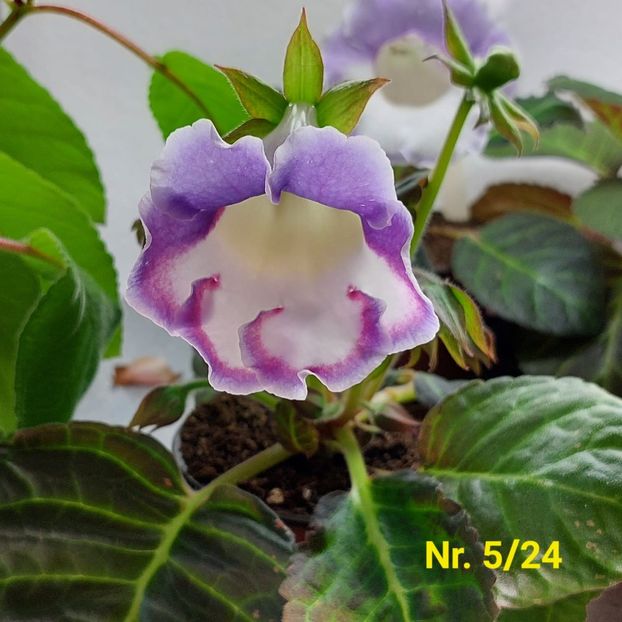 Img.2024.07.18 - Sinningia din semințe hibrizi Dna Dietze 2024