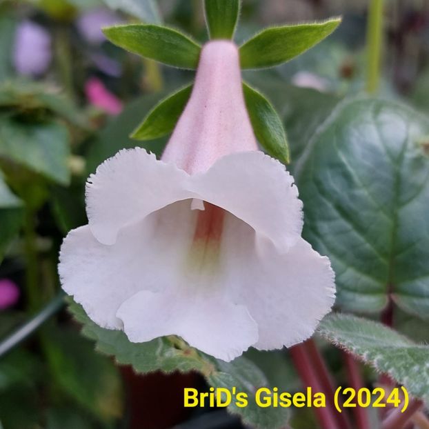 Img.2024.07.22 - Sinningia din semințe hibrizi Dna Dietze 2024