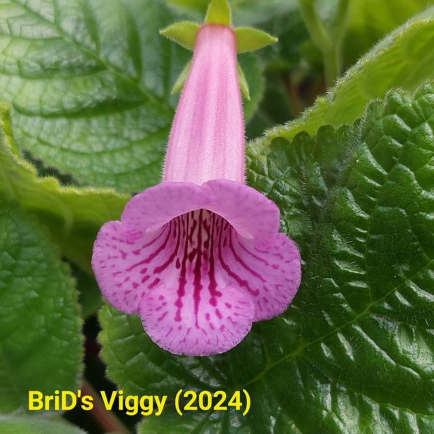 Img.2024.07.22 - Sinningia din semințe hibrizi Dna Dietze 2024