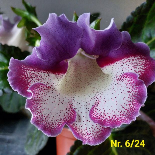 Img.2024.07.23 - Sinningia din semințe hibrizi Dna Dietze 2024