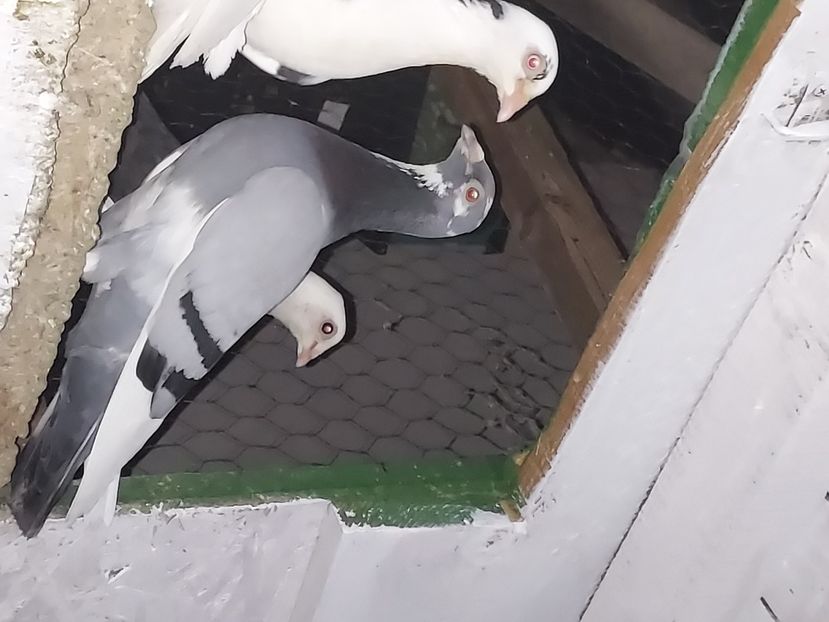  - De vanzare porumbei voiajori