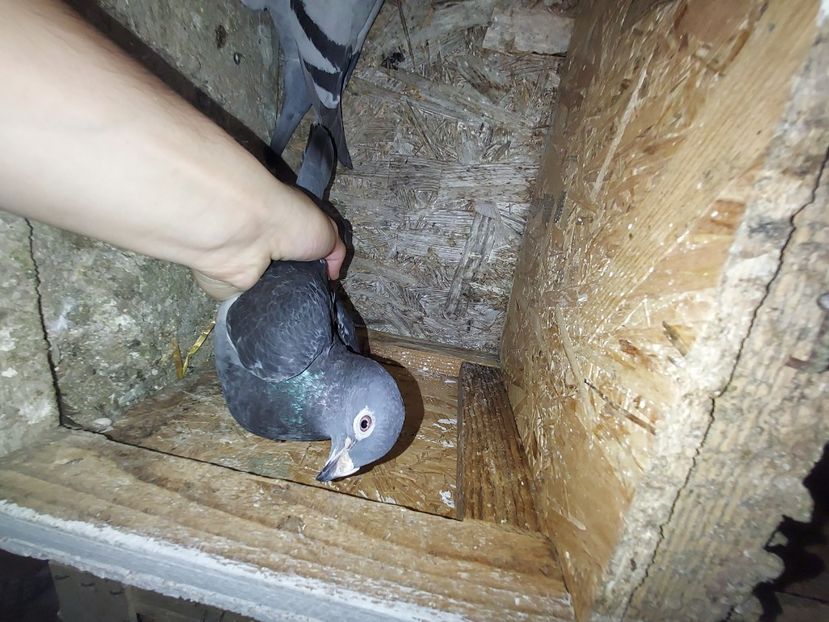  - De vanzare porumbei voiajori