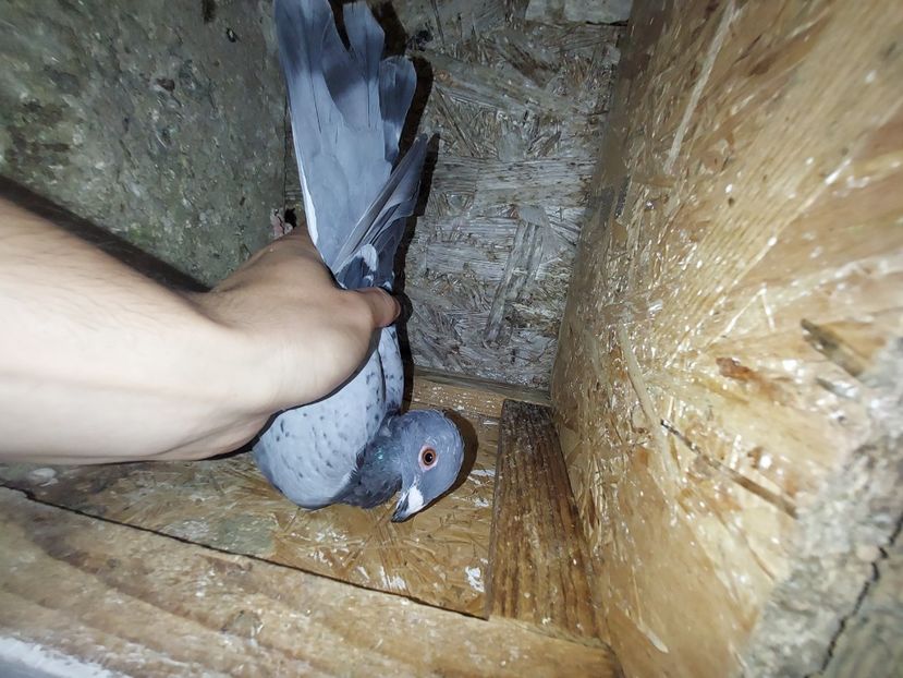  - De vanzare porumbei voiajori