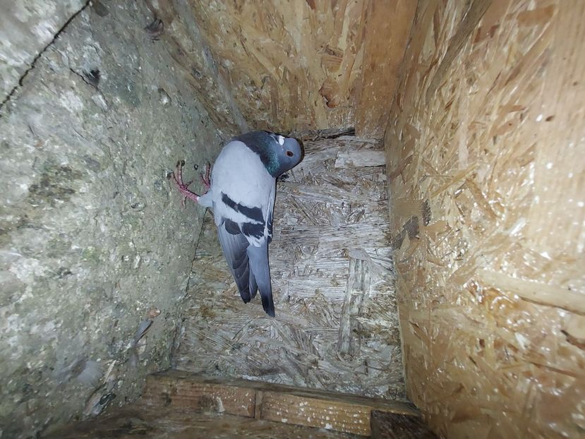  - De vanzare porumbei voiajori