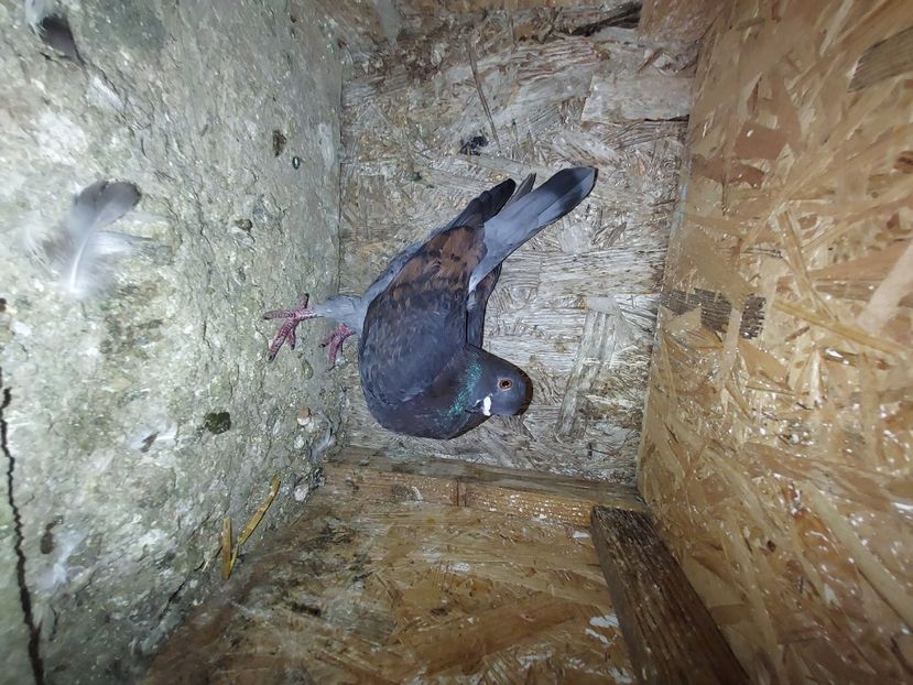  - De vanzare porumbei voiajori