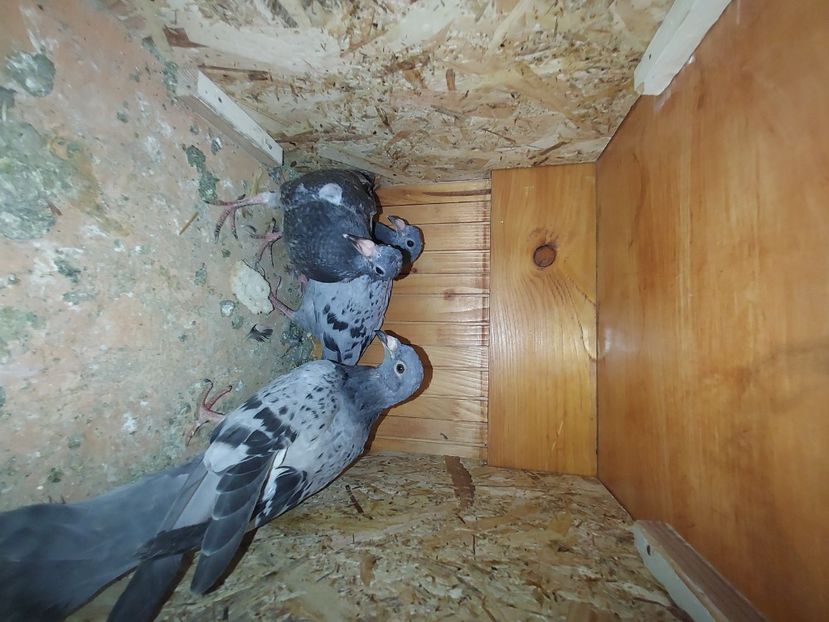  - De vanzare porumbei voiajori