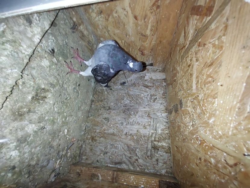  - De vanzare porumbei voiajori