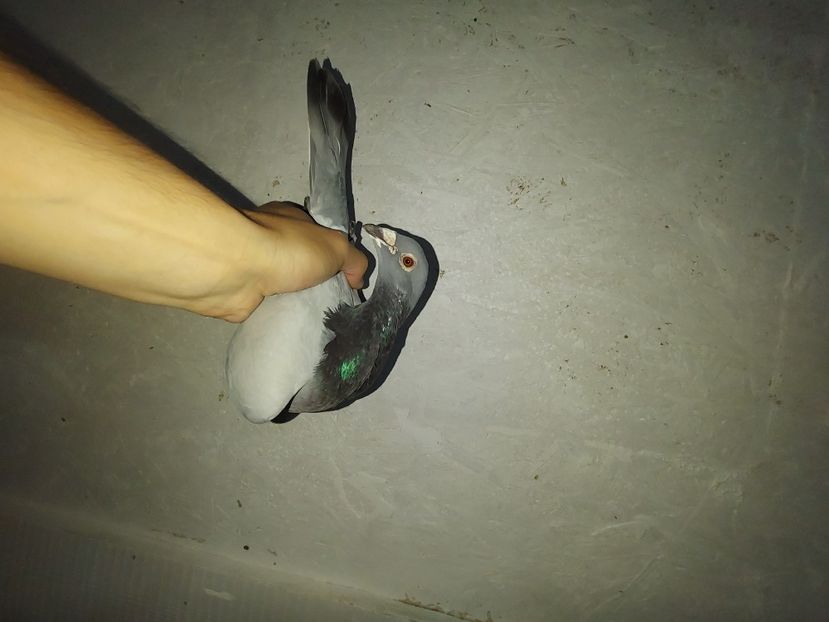  - De vanzare porumbei voiajori