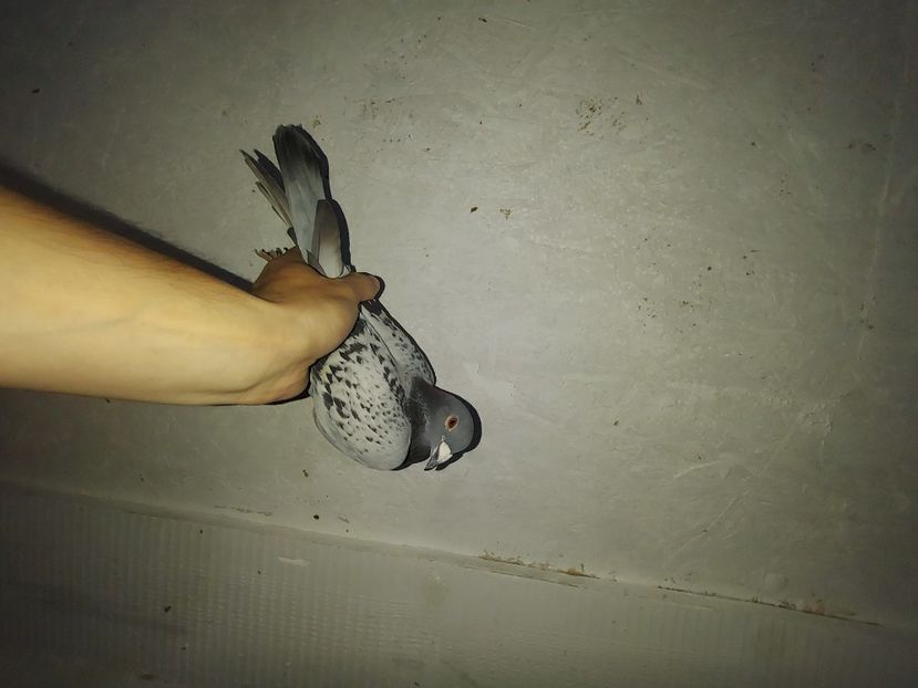  - De vanzare porumbei voiajori