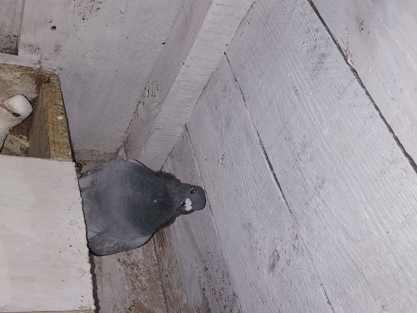  - De vanzare porumbei voiajori