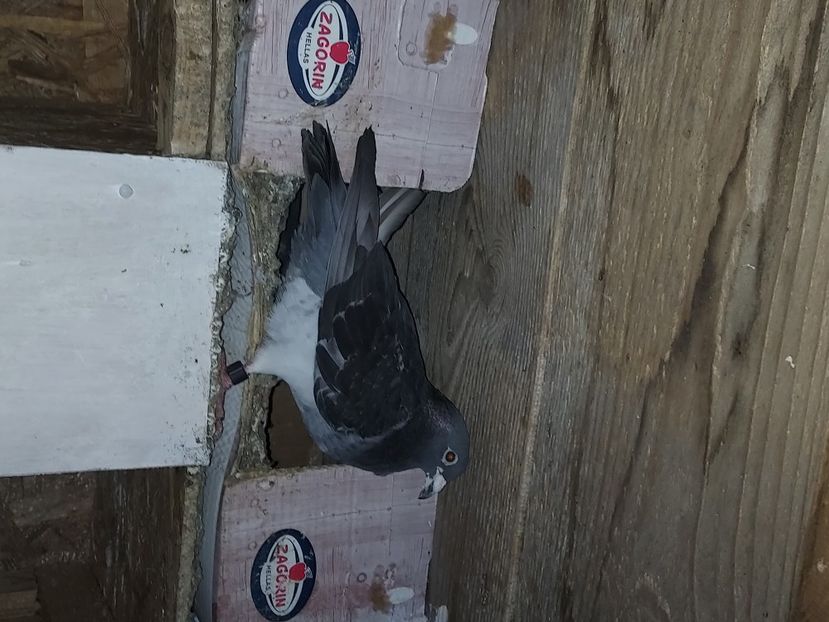  - De vanzare porumbei voiajori