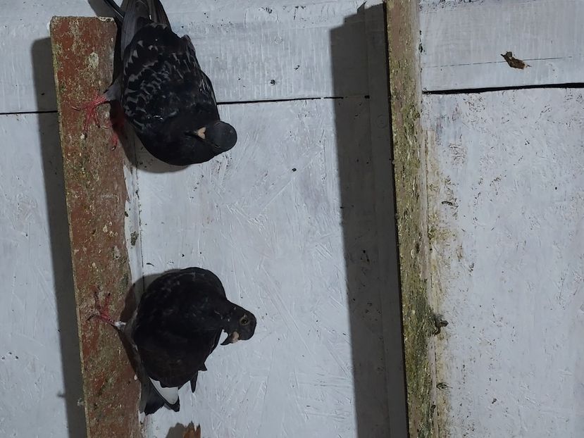  - De vanzare porumbei voiajori