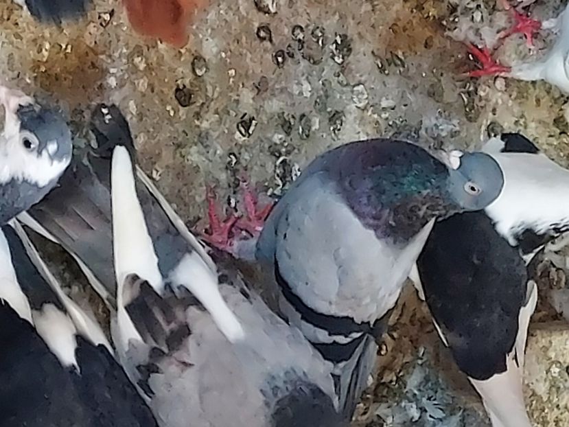  - De vanzare porumbei voiajori