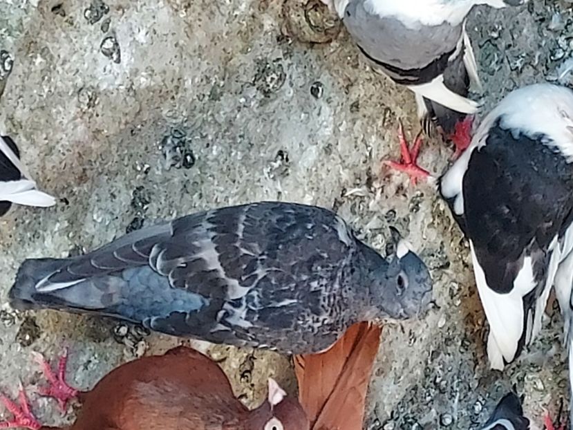 20240719_115357(0) - De vanzare porumbei voiajori