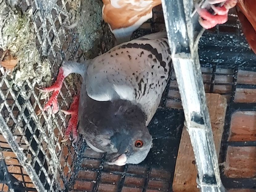  - De vanzare porumbei voiajori