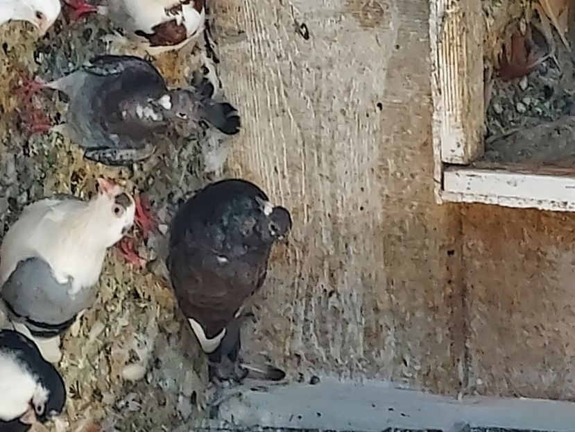  - De vanzare porumbei voiajori