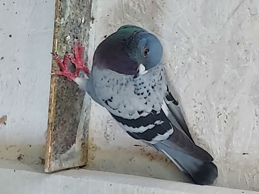  - De vanzare porumbei voiajori