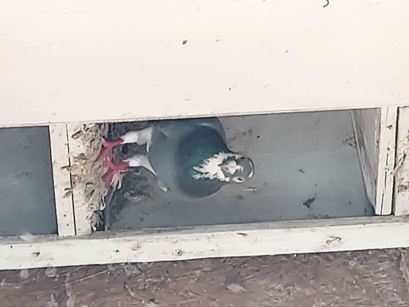  - De vanzare porumbei voiajori