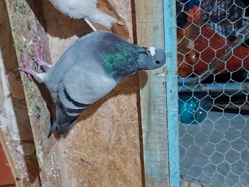  - De vanzare porumbei voiajori