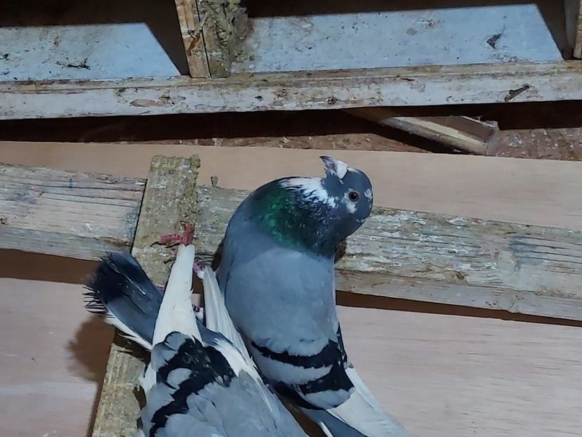  - De vanzare porumbei voiajori