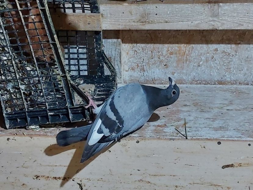  - De vanzare porumbei voiajori