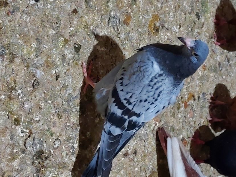  - De vanzare porumbei voiajori