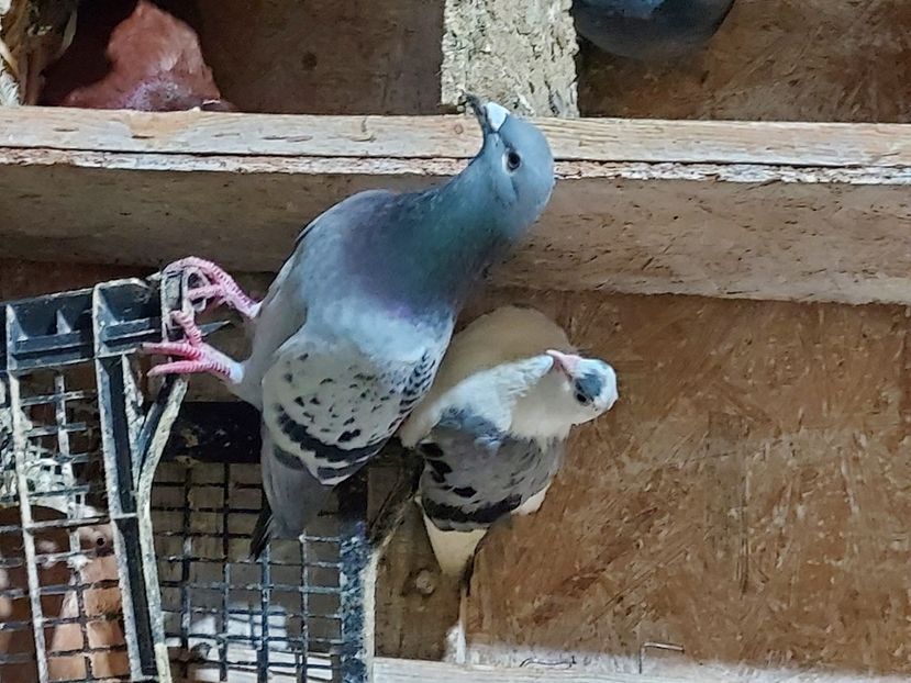  - De vanzare porumbei voiajori