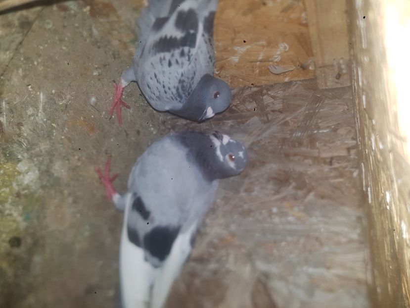  - De vanzare porumbei voiajori