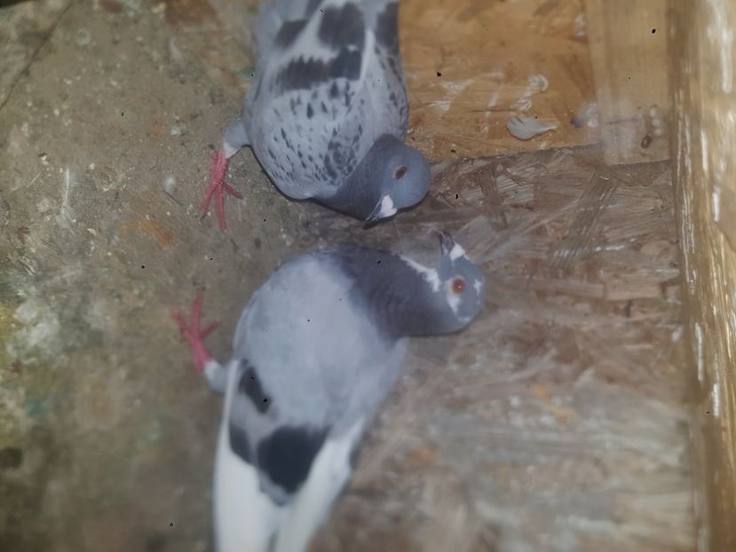  - De vanzare porumbei voiajori