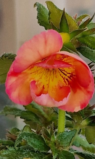 Golden Buck - Achimenes 2024