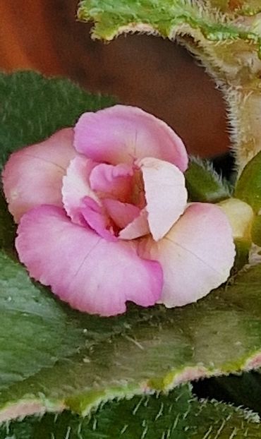 Vanilla Custard - Achimenes 2024