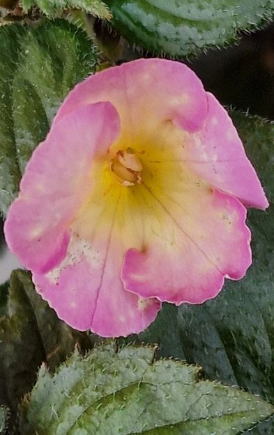 Yellow English Rose (!?) - Achimenes 2024