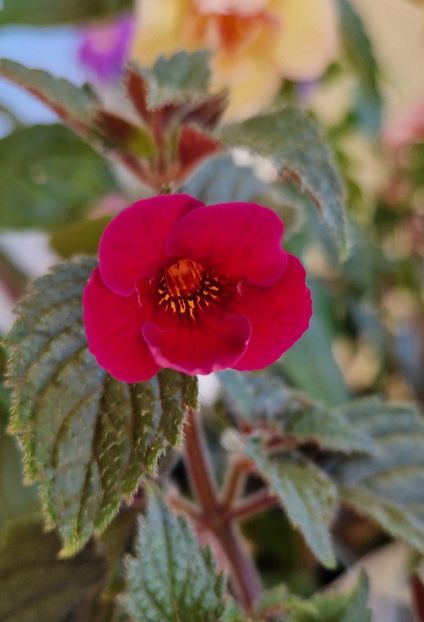 Lady in Black - Achimenes 2024