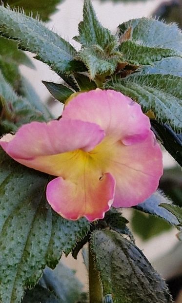 2024 - Yellow English Rose p