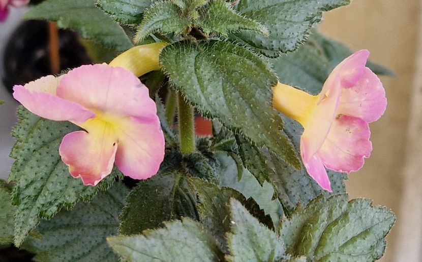  - Yellow English Rose p