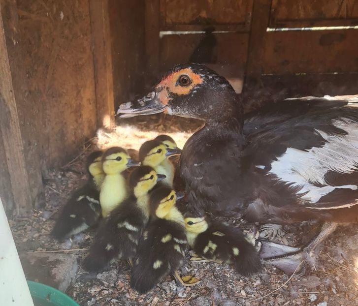  - Tineret rate lesesti 2024