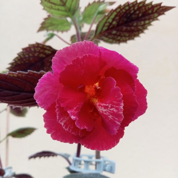  - RFs Double Red Rose