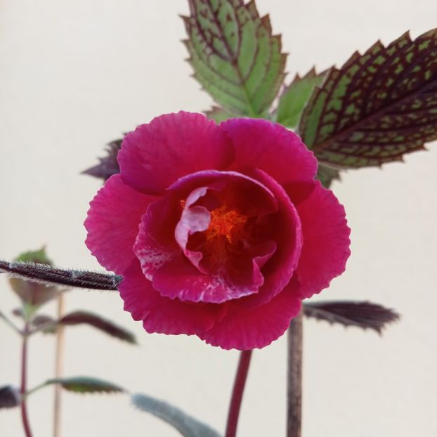  - RFs Double Red Rose