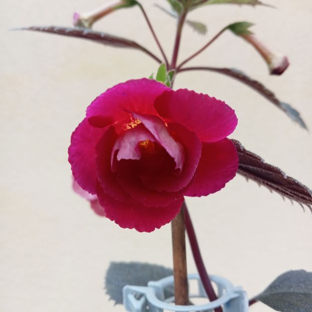  - RFs Double Red Rose