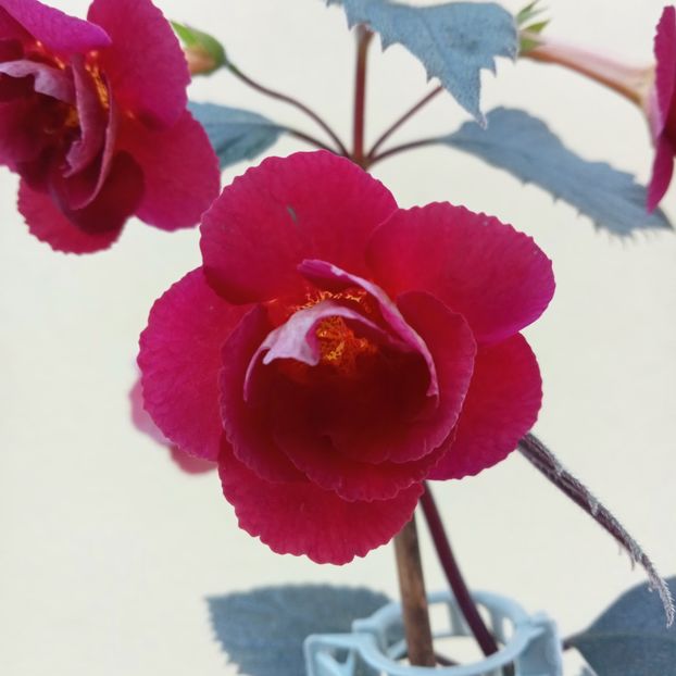  - RFs Double Red Rose