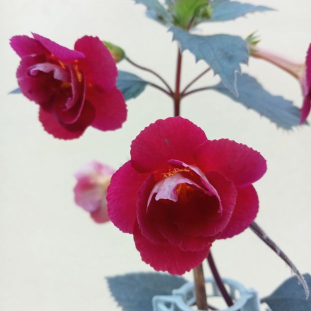  - RFs Double Red Rose