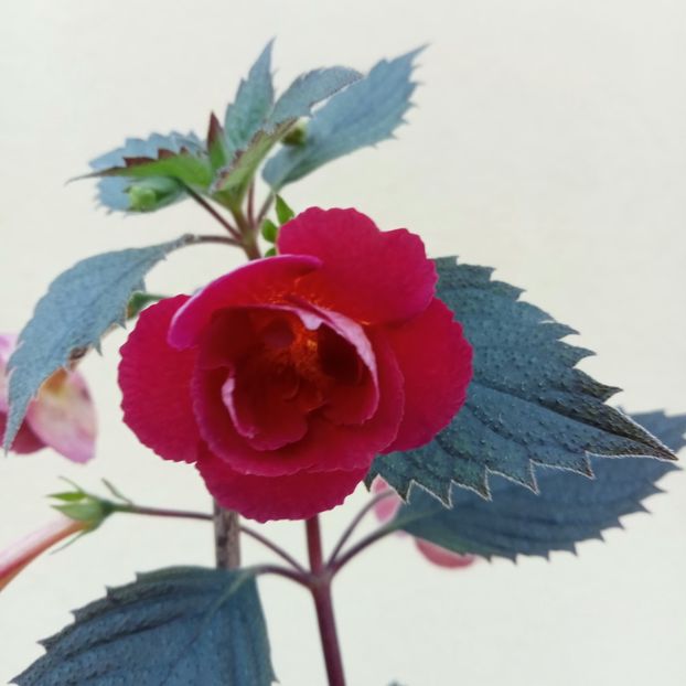  - RFs Double Red Rose