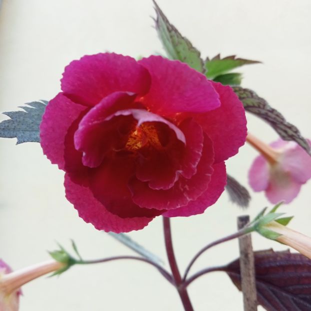  - RFs Double Red Rose
