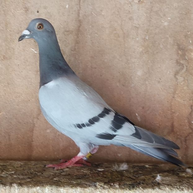 Pui 24-269 - Porumbei vanduti