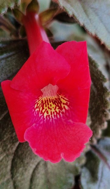 xA Polly Tan - Achimenes 2024