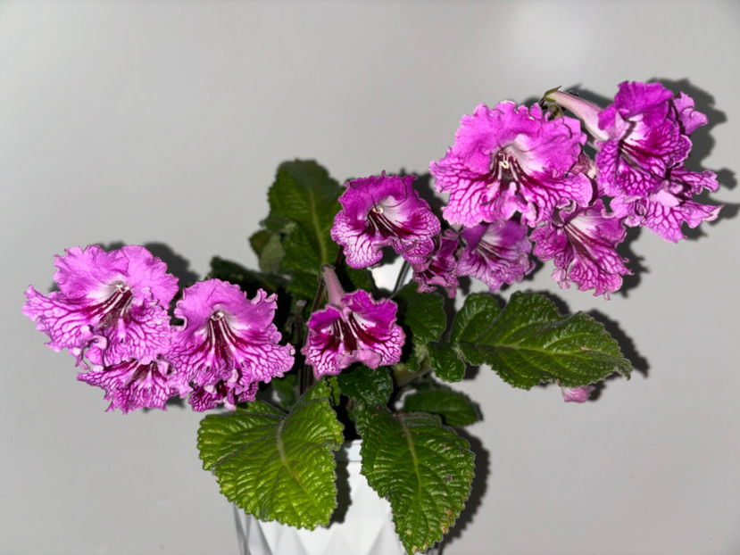  - Plante de interior 2024