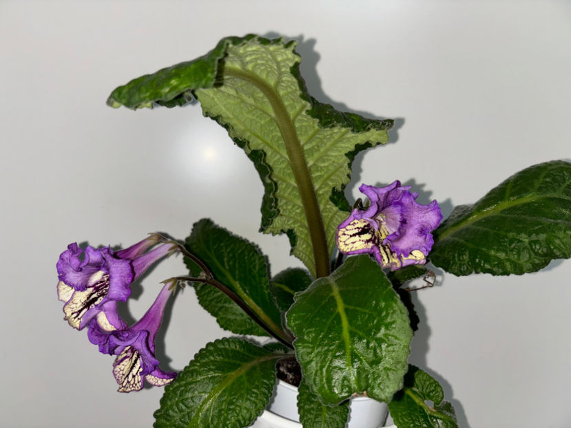  - Plante de interior 2024